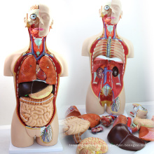 TORSO02 (12013) Medical Dual-Sex 85cm 27-parts Torso Model with Opened Back, Human Anatomy Model for Medical Science